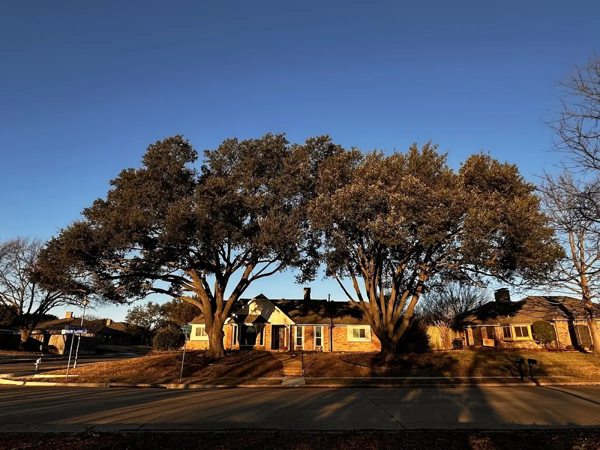 Established residential canopy tree shading a home in Simpson